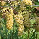 Alojamento de Acomodação e Pequeno-almoço De Kreitsberg Duifhuis
